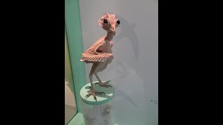 Featherless Owl  amazing facts  interesting things facts [upl. by Urbanna860]