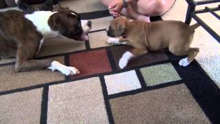 Puppy Boxers Playing for the first time [upl. by Siderf]