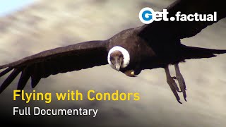 Flying With Condors  Full Documentary [upl. by Phyl]