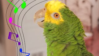 My Amazon Parrot SINGS 🎼 quotSomewhere Over The Rainbowquot [upl. by Enel831]