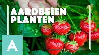 Aardbeien planten  Grow Cook Eat 15 [upl. by Blain]