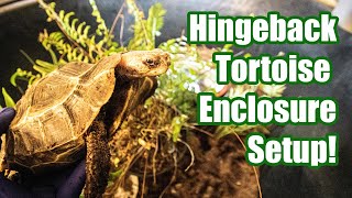 How To Set Up A Homes Hingeback Tortoise Enclosure [upl. by Lorens]