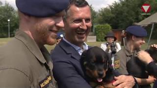 Kamerad auf vier Pfoten Zuwachs im Militärhundezentrum [upl. by Redd208]