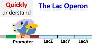 The Lac operon  Regulation of gene expression [upl. by Einor]