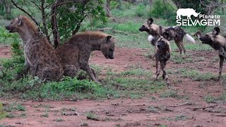 CÃES SELVAGENS ENCURRALAM HIENAS  PLANETA SELVAGEM [upl. by Enyahs]