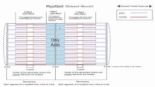 Sliding Filament Theory Part 1 NSCA Certification [upl. by Donaldson]