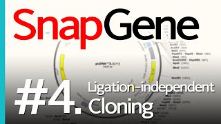 SnapGene 4 Ligaseindependent Cloning [upl. by Eeslek]