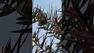 Weaver bird shorts youtubeshorts naturelovers naturebeauty weaverbird weavingbirds nature [upl. by Hoffarth]