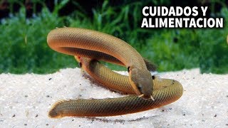 PEZ SERPIENTE CALAMITA  CUIDADOS Y ALIMENTACION DE LA SERPIENTE CALAMITA  AcuariosLP [upl. by Nilac]