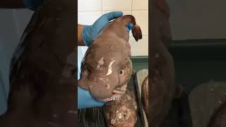 The Worlds Ugliest Animal Blobfish [upl. by Naleek530]