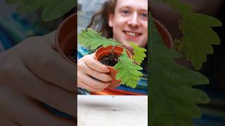 How to Grow Bonsai from Seed [upl. by Yran525]