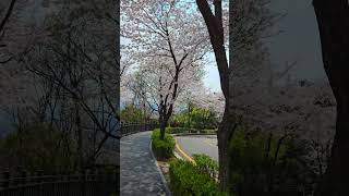 서울 벚꽃 korea seoul walking cherryblossom 벚꽃 [upl. by Calabresi]