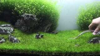 GreenampGrey Aquarium  Day 98  sp mini trimming [upl. by Meesaw]