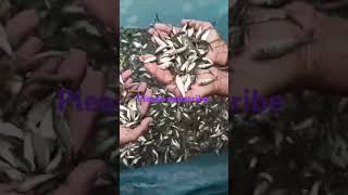 catla fish seeds [upl. by Miehar]