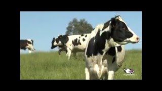 Vídeo proceso de producción de la leche [upl. by Amling]