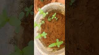 Zinnia plant update in tamil magenta colour multi petal zinnia plant gardening vidoes ajis dreams [upl. by Suiravad]