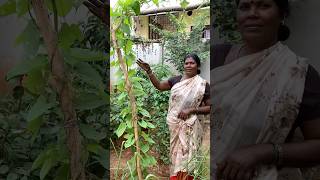 ராணி அம்மா ஜெயிச்சுட்டாங்க🤩💪🏽மரபு ரக கிழங்கு வகைகள்Heritage tubers naturehealthylivingshorts [upl. by Attevroc]