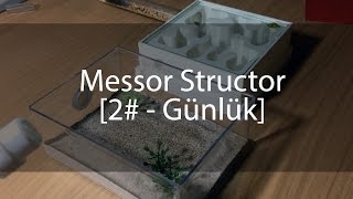 Messor Structor  Günlük 2 [upl. by Nisen]