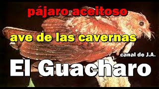 El Guacharo conocida como ave de las cavernas o pájaro aceitoso [upl. by Kile]