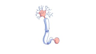 Multiple Sclerosis after mRNA Vaccine Mechanism Discussion [upl. by Sibley]