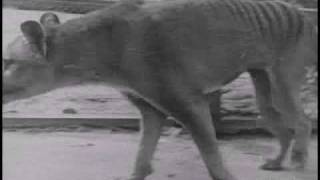 Historical thylacine Tasmanian Tiger film 5  Beaumaris Zoo Hobart 19 December 1933 [upl. by Lissie13]