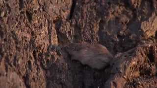 Natural Selection and the Rock Pocket Mouse — HHMI BioInteractive Video [upl. by Nnylsor]