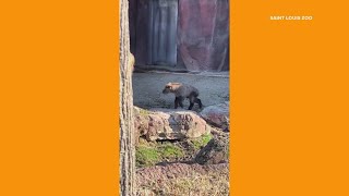 Saint Louis Zoo welcomes Sichuan takin Cornelia [upl. by Redep634]