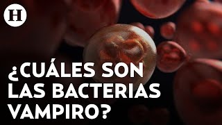 Científicos descubren bacteria vampiro es letal y se puede contraer en los alimentos [upl. by Enyt]