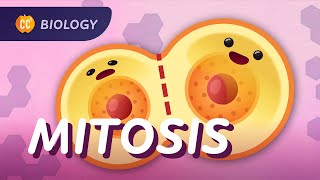 Mitosis amp the Cell Cycle How Cells Clone Themselves Crash Course Biology 29 [upl. by Ahsieyt6]