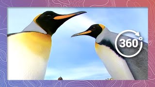 A Day in the Life King Penguin  Wildlife in 360 VR [upl. by Letsou382]