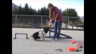 Micro Pig doing tricks  Pumbaa worlds smartest pig [upl. by Nataline]