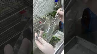 Philodendron burle marx Variegated 🌳tissueculture growthrevolution [upl. by Aizahs]