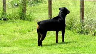 My Rottweiler Barking at dog next door [upl. by Swart]