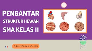 PENGANTAR STRUKTUR HEWAN  JARINGAN HEWAN  ANIMAL TISSUE  BIOLOGI SMA KELAS XI [upl. by Drummond]