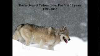 Wolves of Yellowstone The First 15 Years 19952010 Doug Smith 822012 [upl. by Shedd]