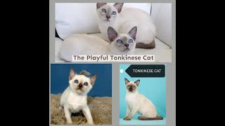 Tonkinese cats are a cross between SiameseBurmese breeds quotKATYUSHAquot THE HAPPY HYPER KITTEN [upl. by Rocco115]