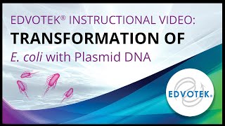 Transformation of E coli with Plasmid DNA  Edvotek Video Tutorial [upl. by Aneri]