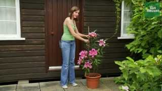 How to grow lilies with Van Meuwen [upl. by Delilah]