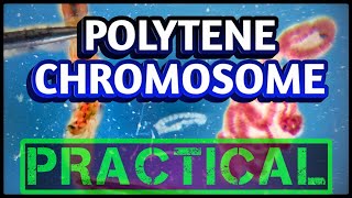 Polytene Chromosomes from Salivary glands  Dissection of Chironomus larvae [upl. by Zinn]