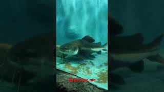 Redtail catfish fish tank beautiful aquarium fishing [upl. by Atalya]