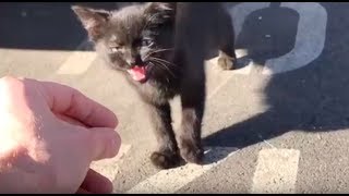 Stray kitty becomes mans best friend [upl. by Conrade]