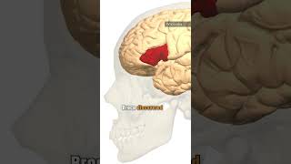 Types Of Aphasia Explained Aphasia Brain Neurology [upl. by Yajet450]