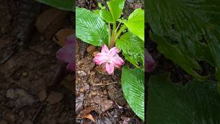 beautiful flowers of wild turmeric in a jungle of Sanjay Gandhi national park upper kanheri trail [upl. by Mad]