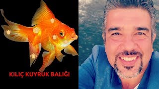 Japon Balığı Dış Parazit Tedavisi Nasıl Yapılır Japon Balığı Parazit Tedavisi [upl. by Tnek]