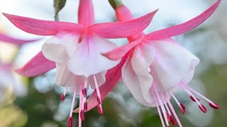 Tips for breeding Fuchsia from flower buds [upl. by Enneicul]