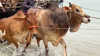 cow unloading cow videos cow video big cow goru hamba cow Ep  462 [upl. by Hgielram330]