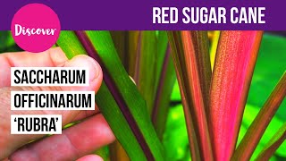 Red Sugar Cane Saccharum officinarum Rubra  Tropical style garden plants [upl. by Yevreh824]