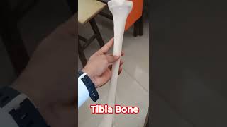 Tibia Bone 3D Anatomy Lower Limb 🦵 anatomy anatomylecture bams mbbs mbbsmotivation [upl. by Moira]