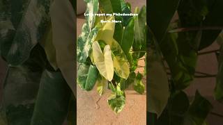 Lets repot my Philodendron Burle Marx🪴 plants plantlover repotting philodendron variegated [upl. by Elda]