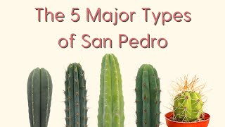 The 5 Major Types of San Pedro Cactus A Trichocereus Field Guide [upl. by Niran]